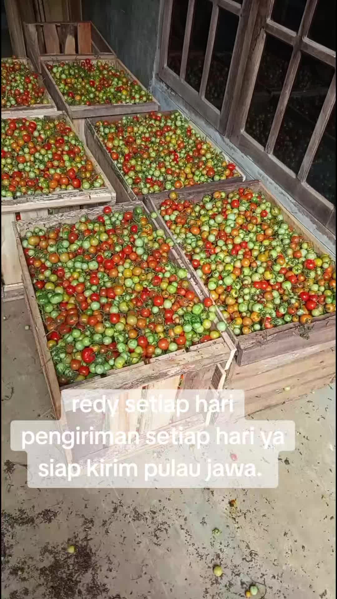 @raja rampai tanggamus