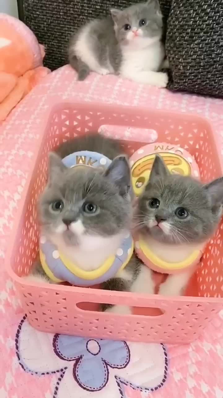 @linyi123450
