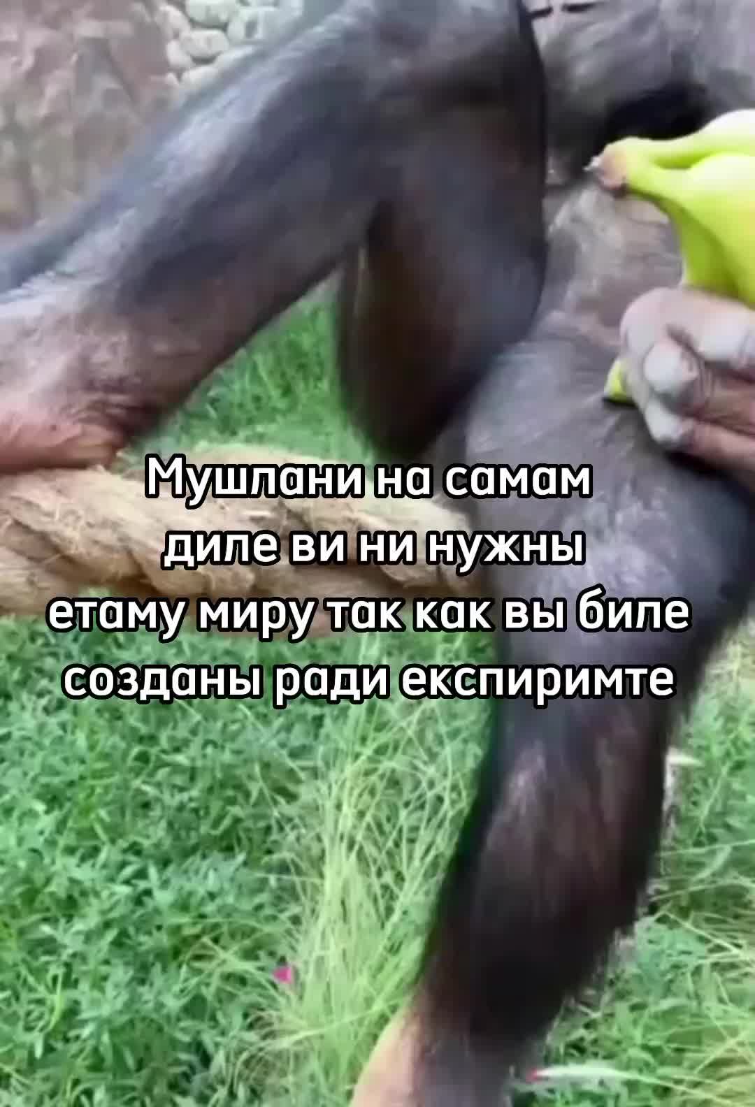 @🍌Киршу Монке🍌