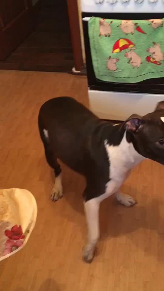 @amstaff_iar