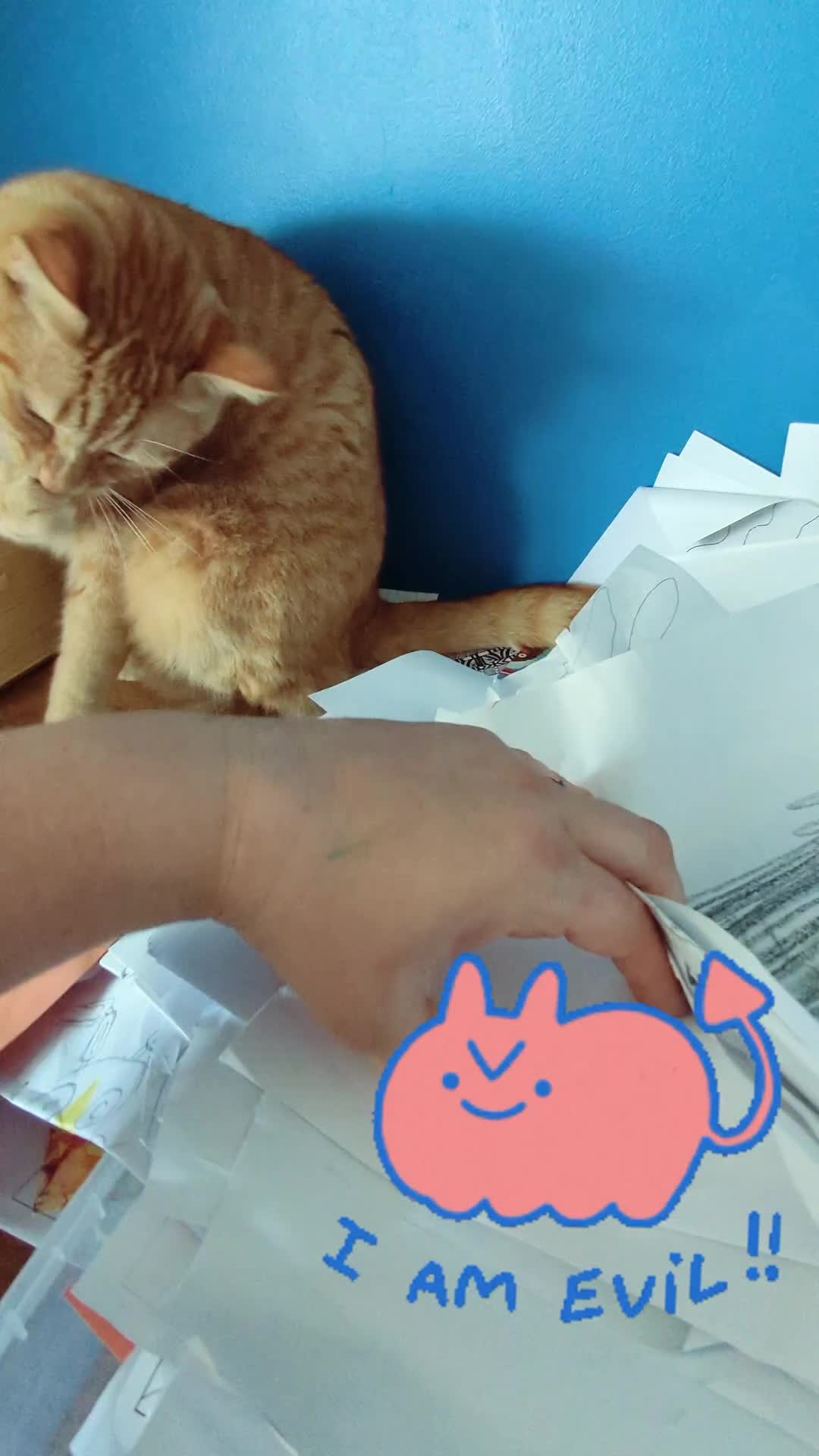 @Gingerninger_cat2021