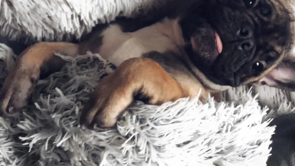 @Frenchbulldog_Zora