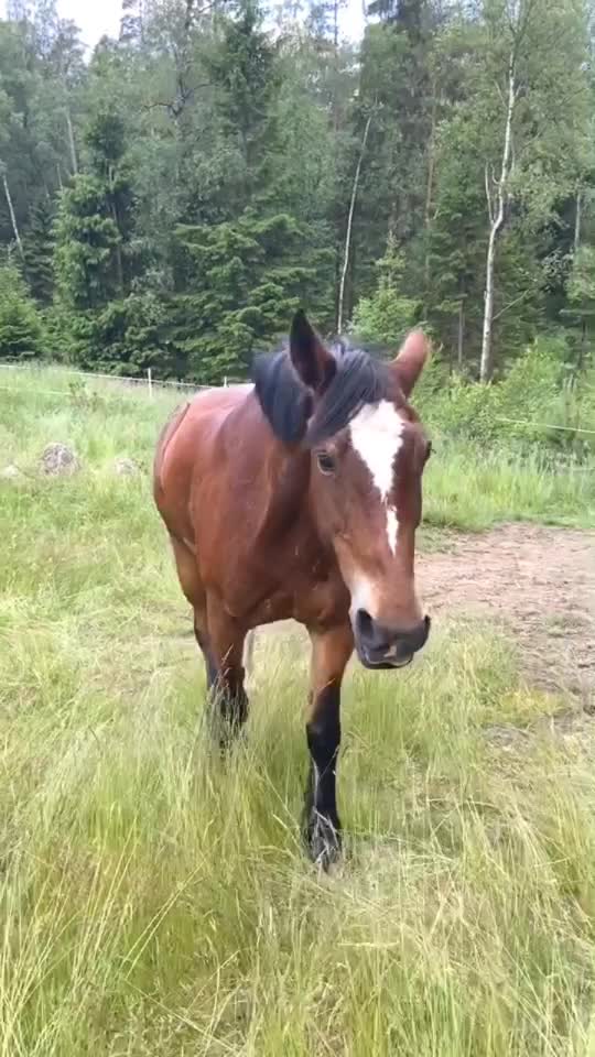 @Hästar