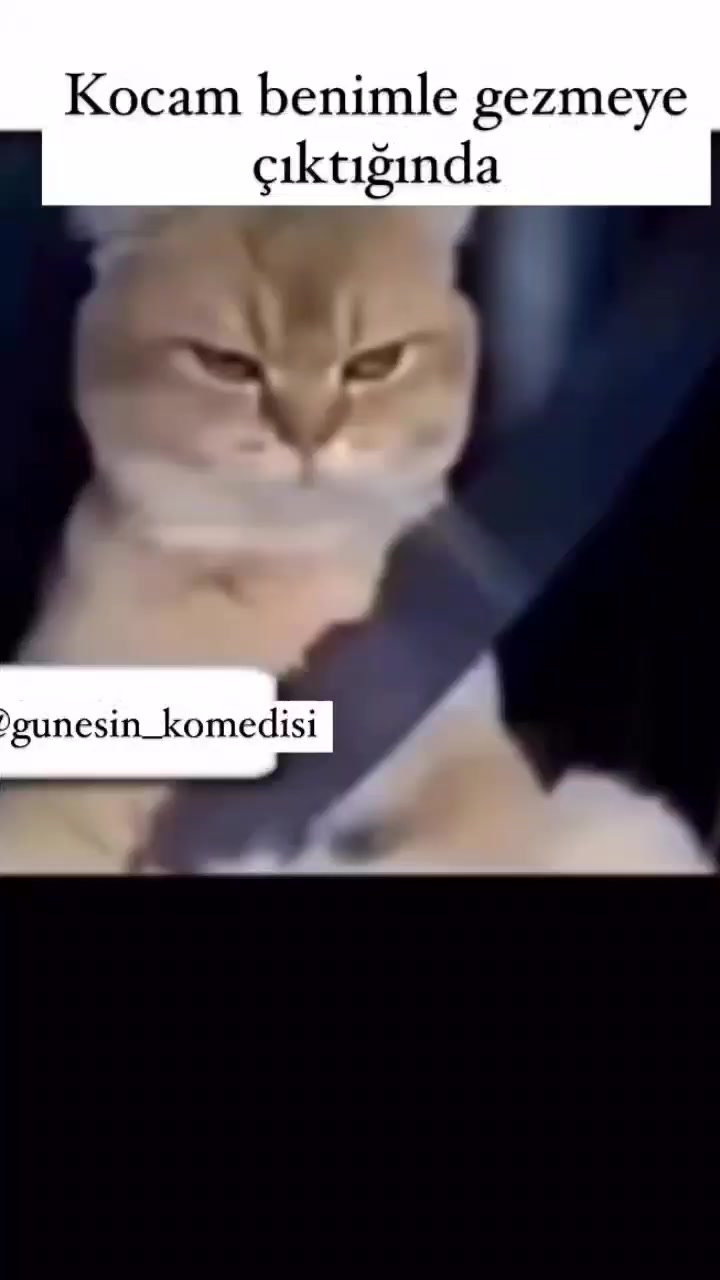 @çılgın...kediler