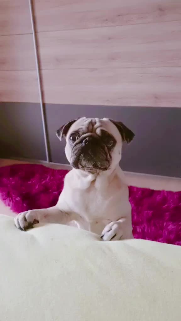 @lovelypug.kiba