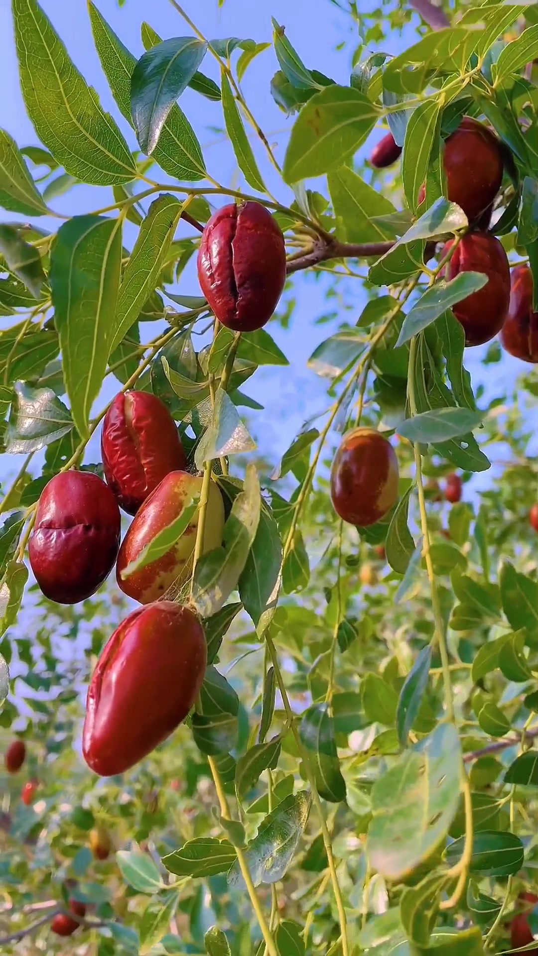 @Fruits88๐๐๐