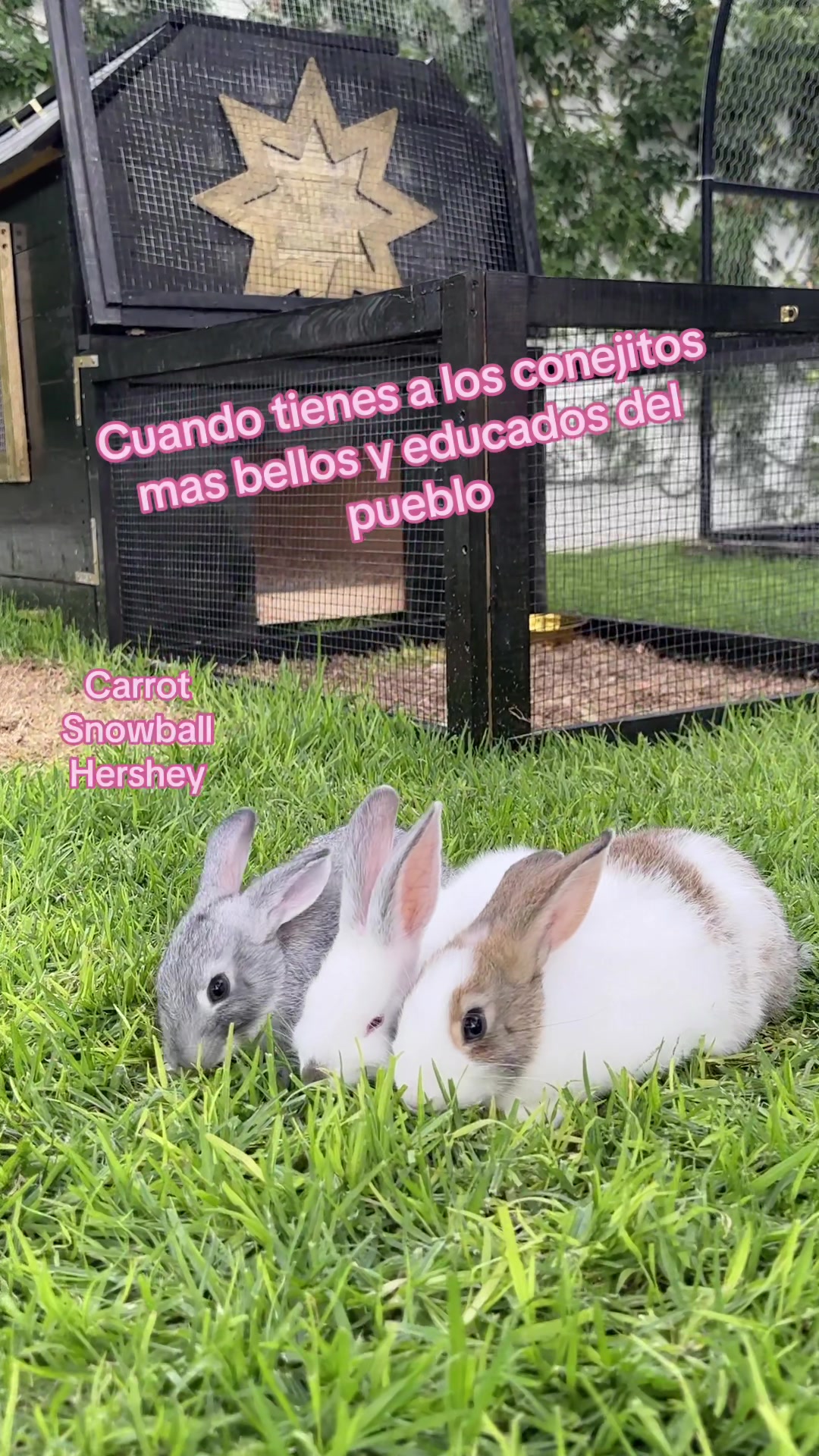 @rodrigovallado