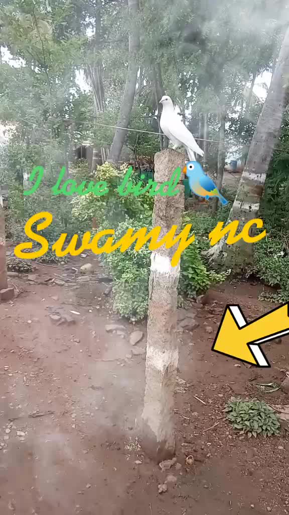 @Swamy.nc