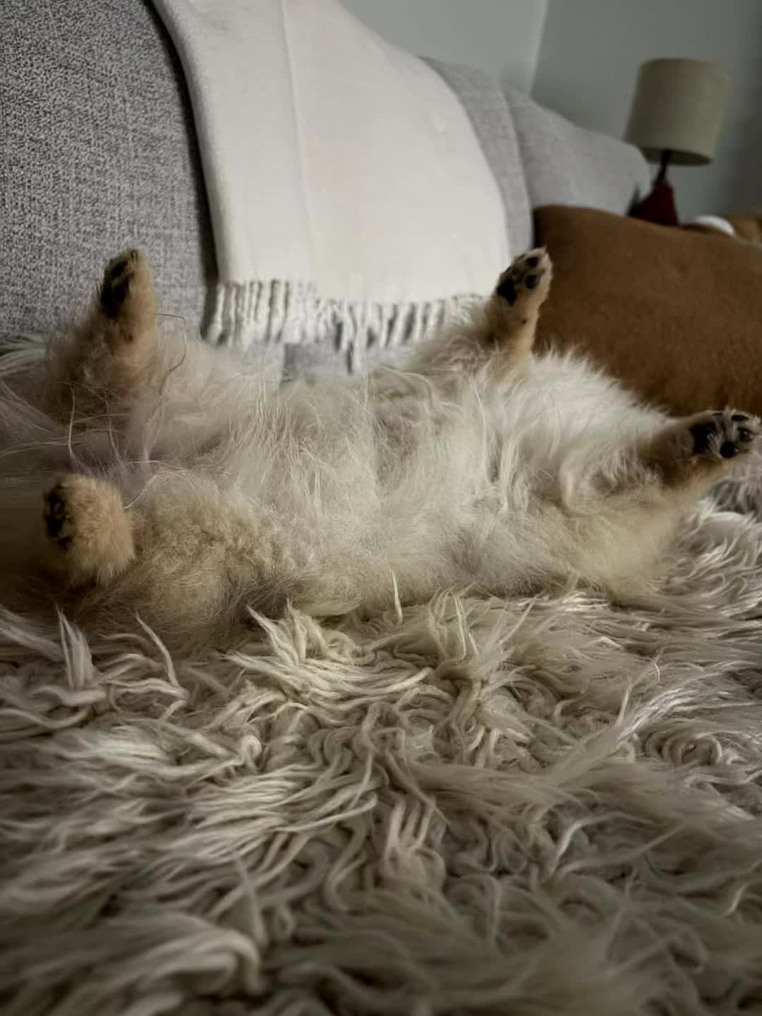 @Life of MESHKA the Pomeranian