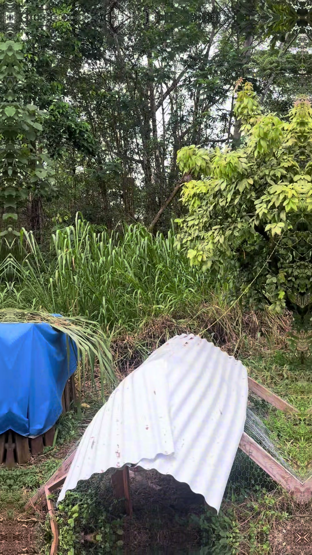 @Alohagoatyoga