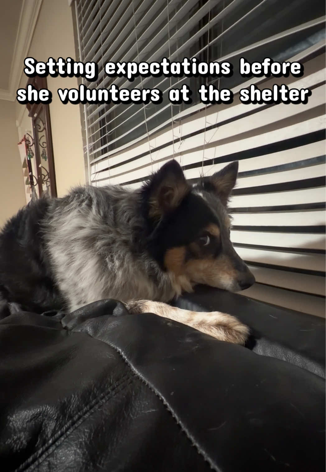 @emilyloves.shelterdogs