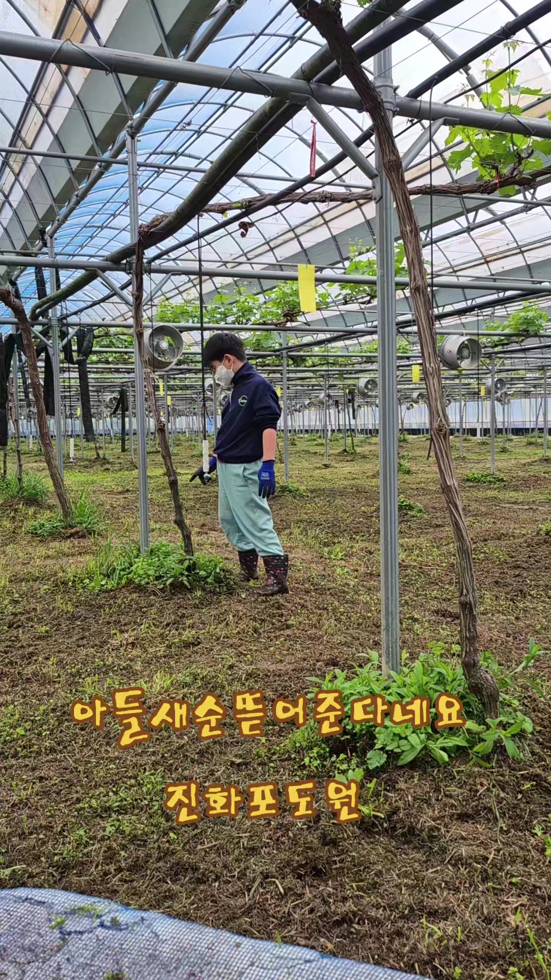 @진화포도원