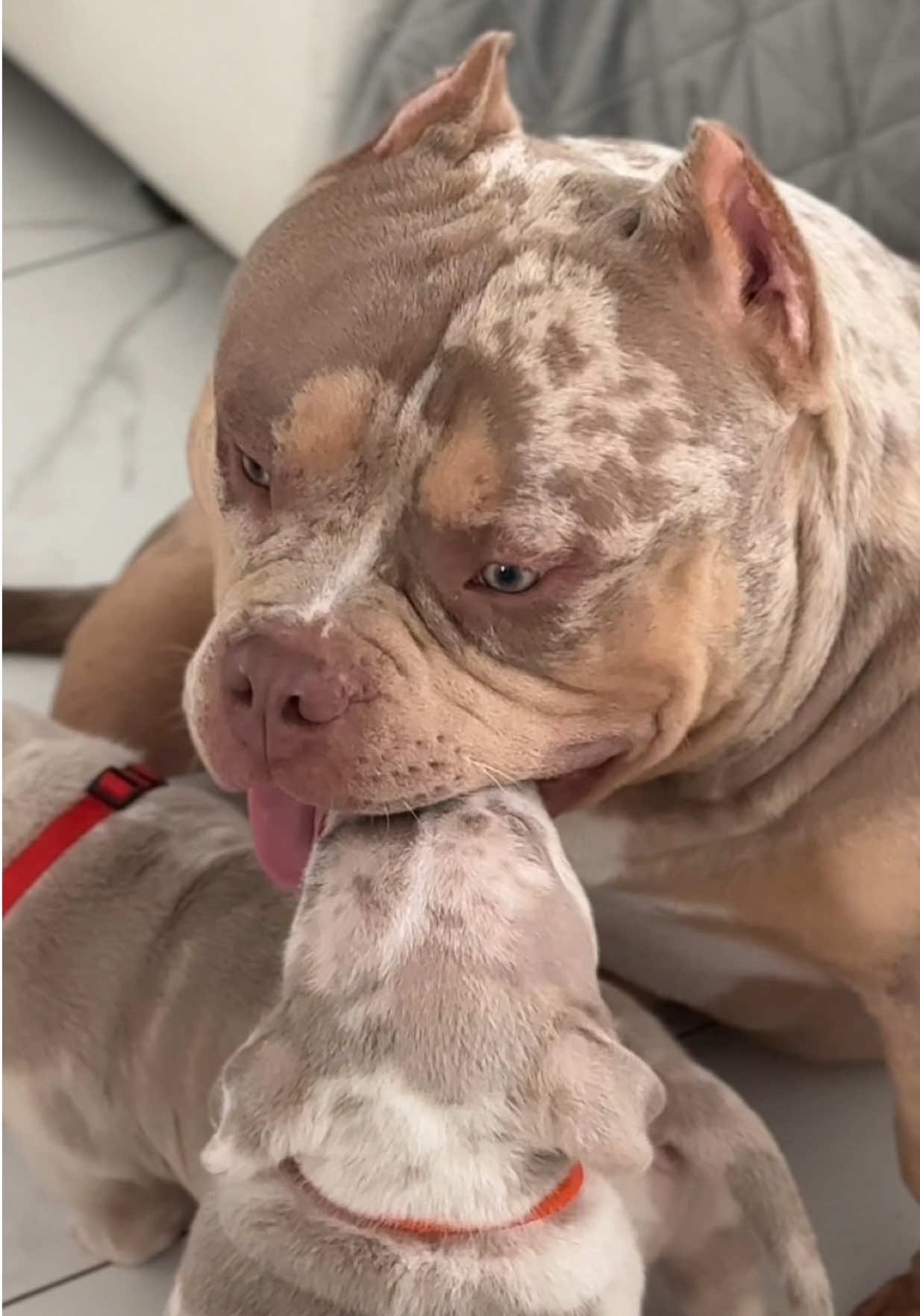 @TWO_BULLY