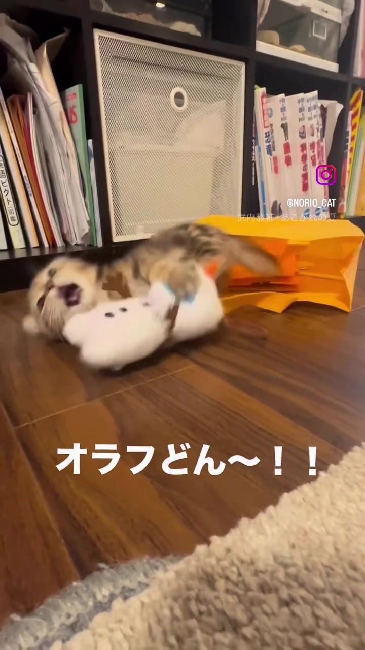 @のりおのTikTok
