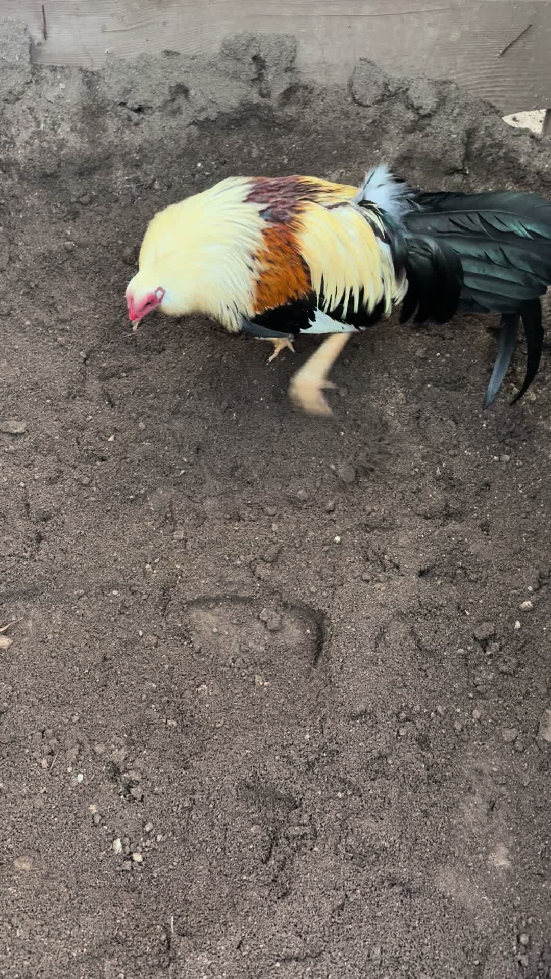 @los cal&eacute;ntanos game farm