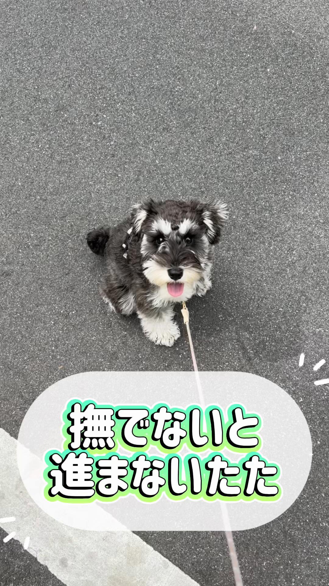 @たたしゃん⚾️🩵