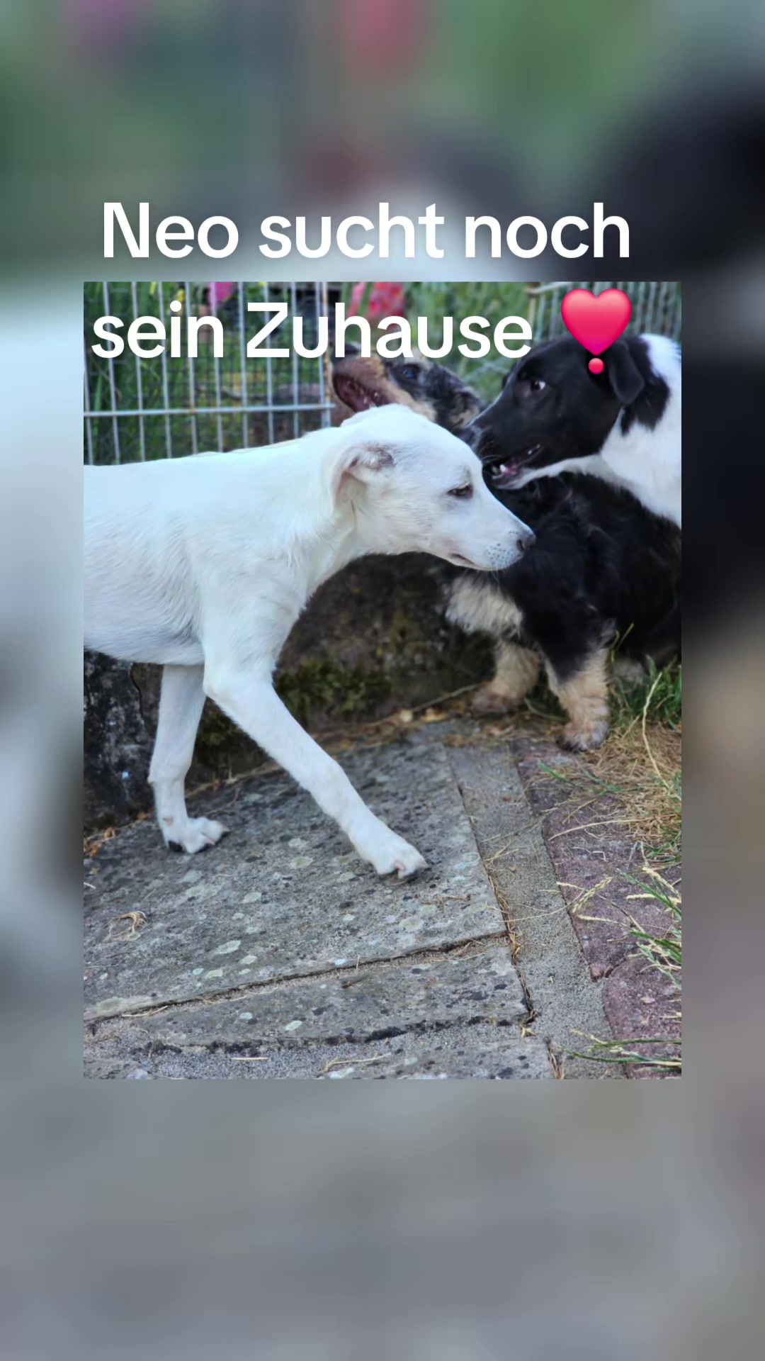 @❣️Chihuahua Benji best Dog❣️