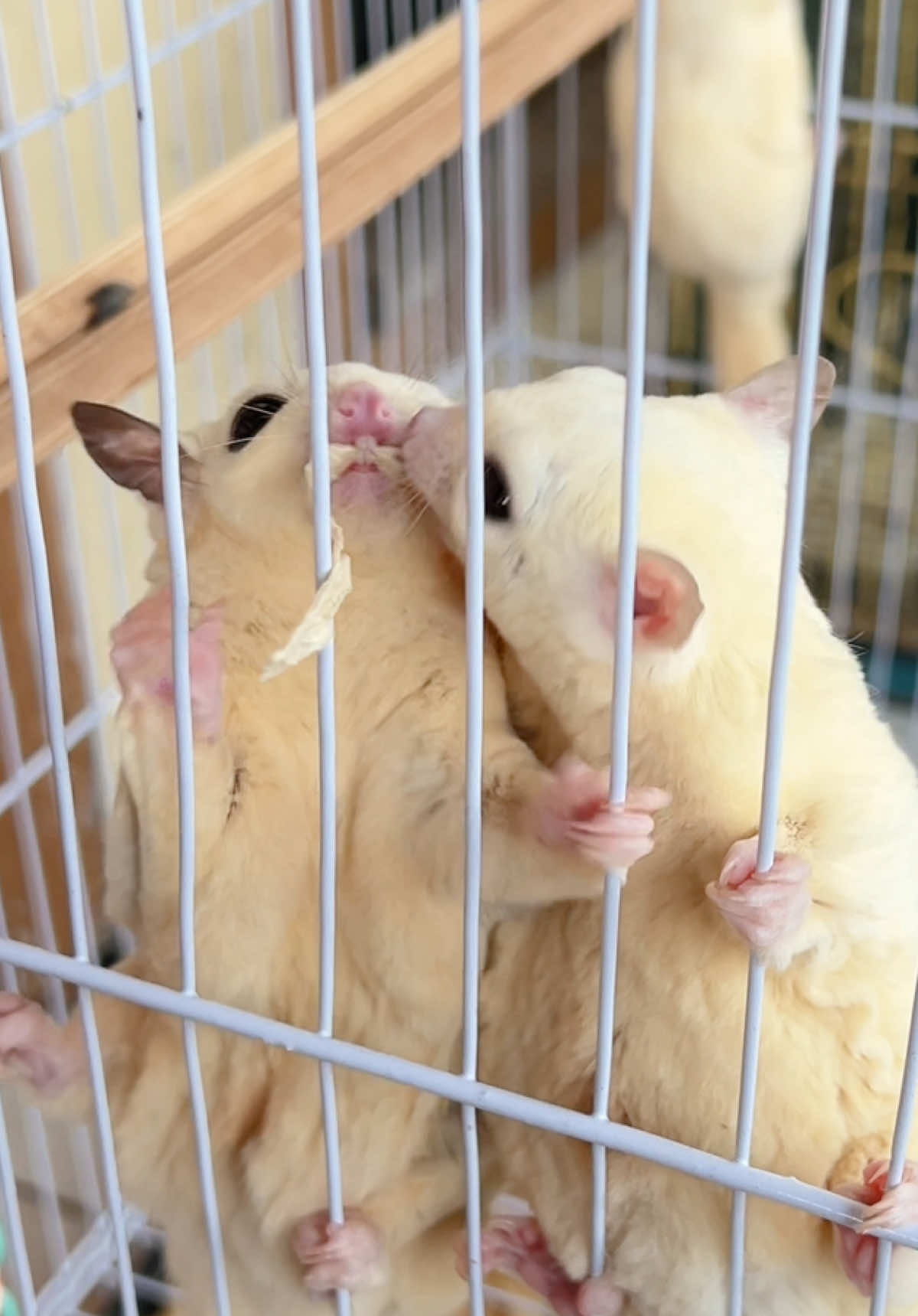 @cutiepetsie