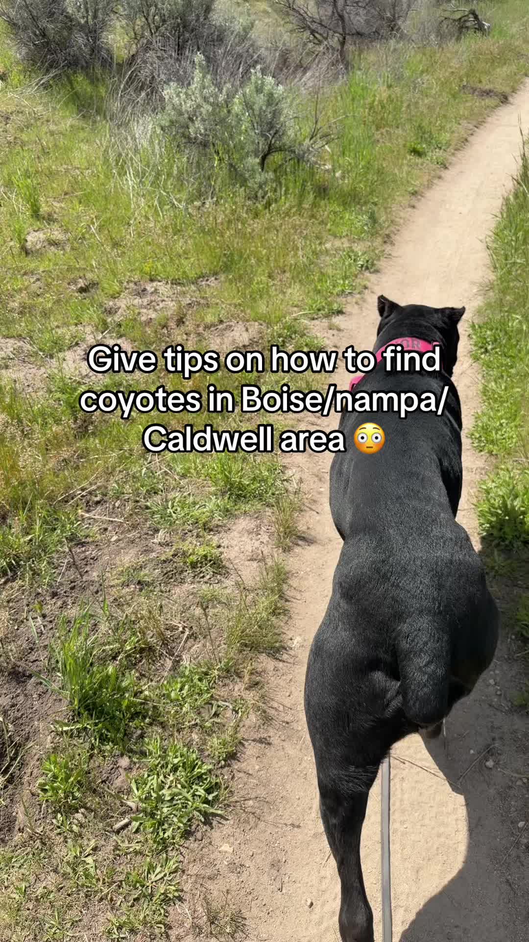 @Idaho Cane Corsoz