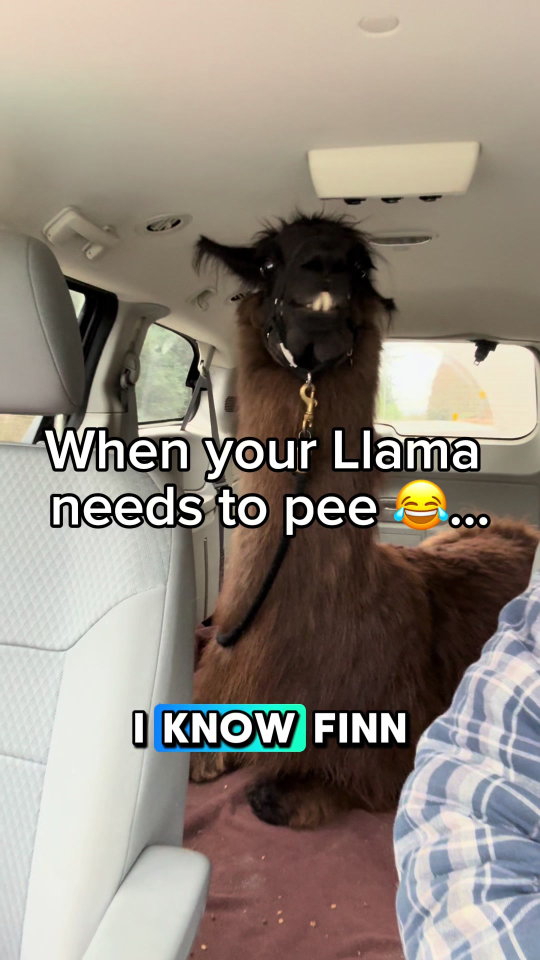 @The Llama Company
