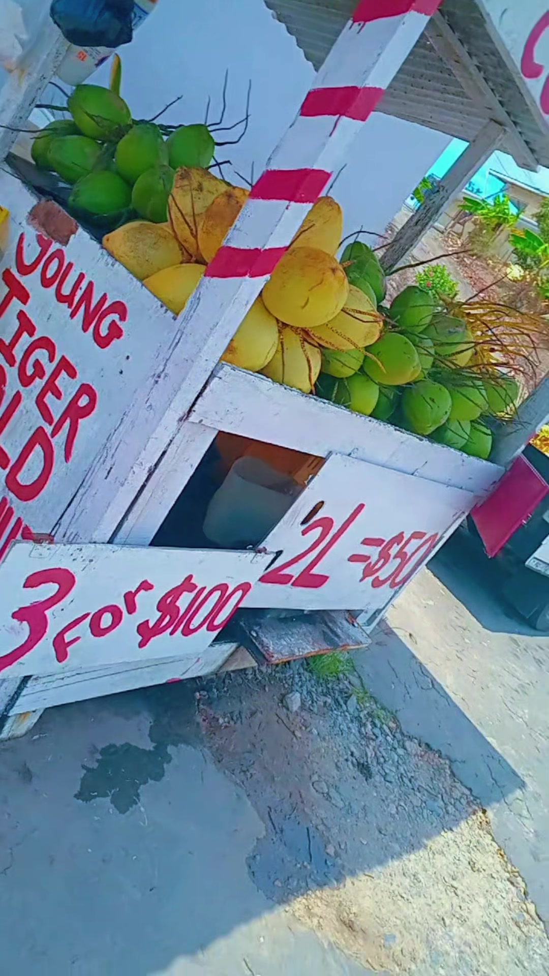 @Young Tiger Cold Coconuts🥥🌴