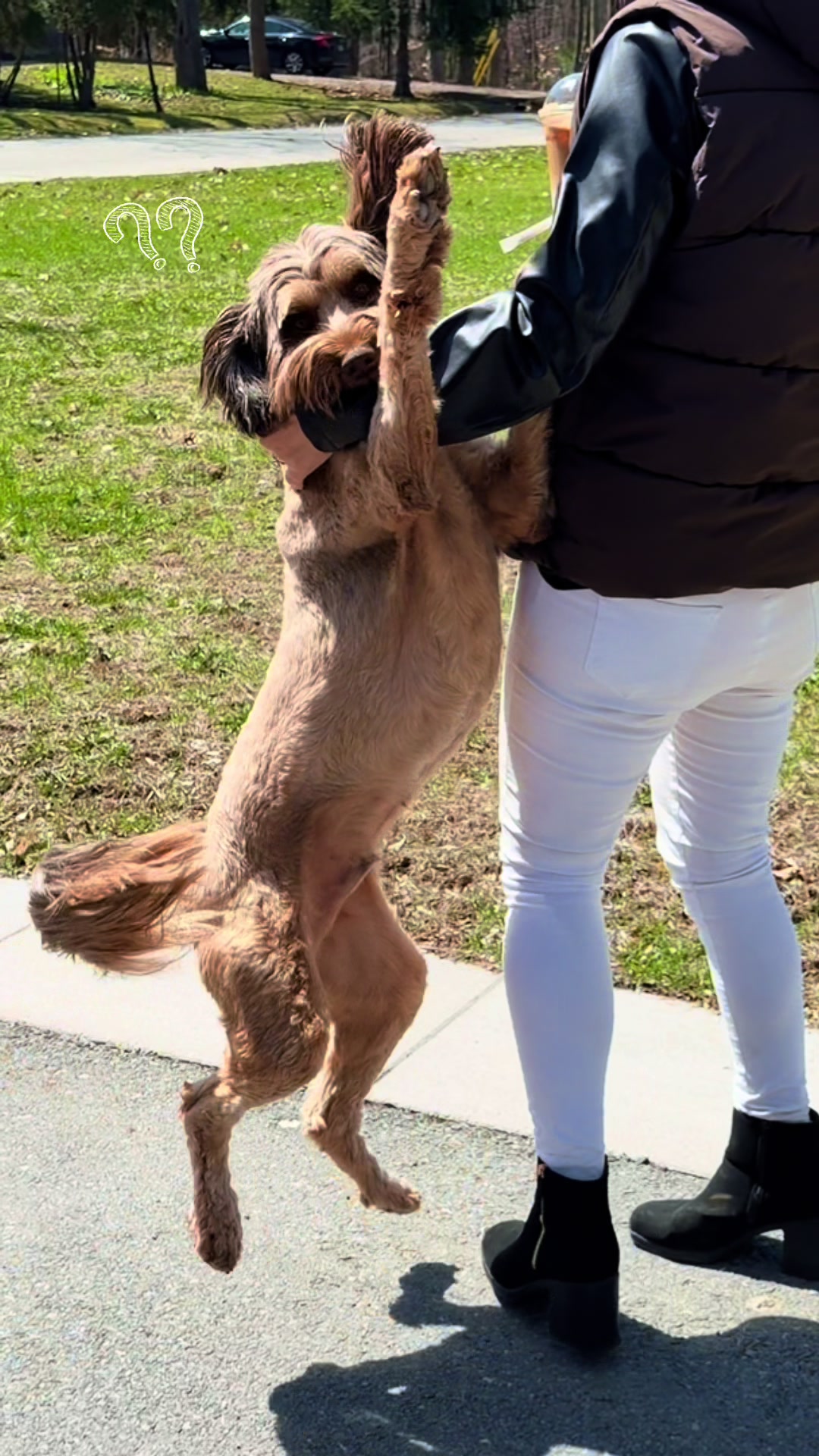 @Dogs Made Simple