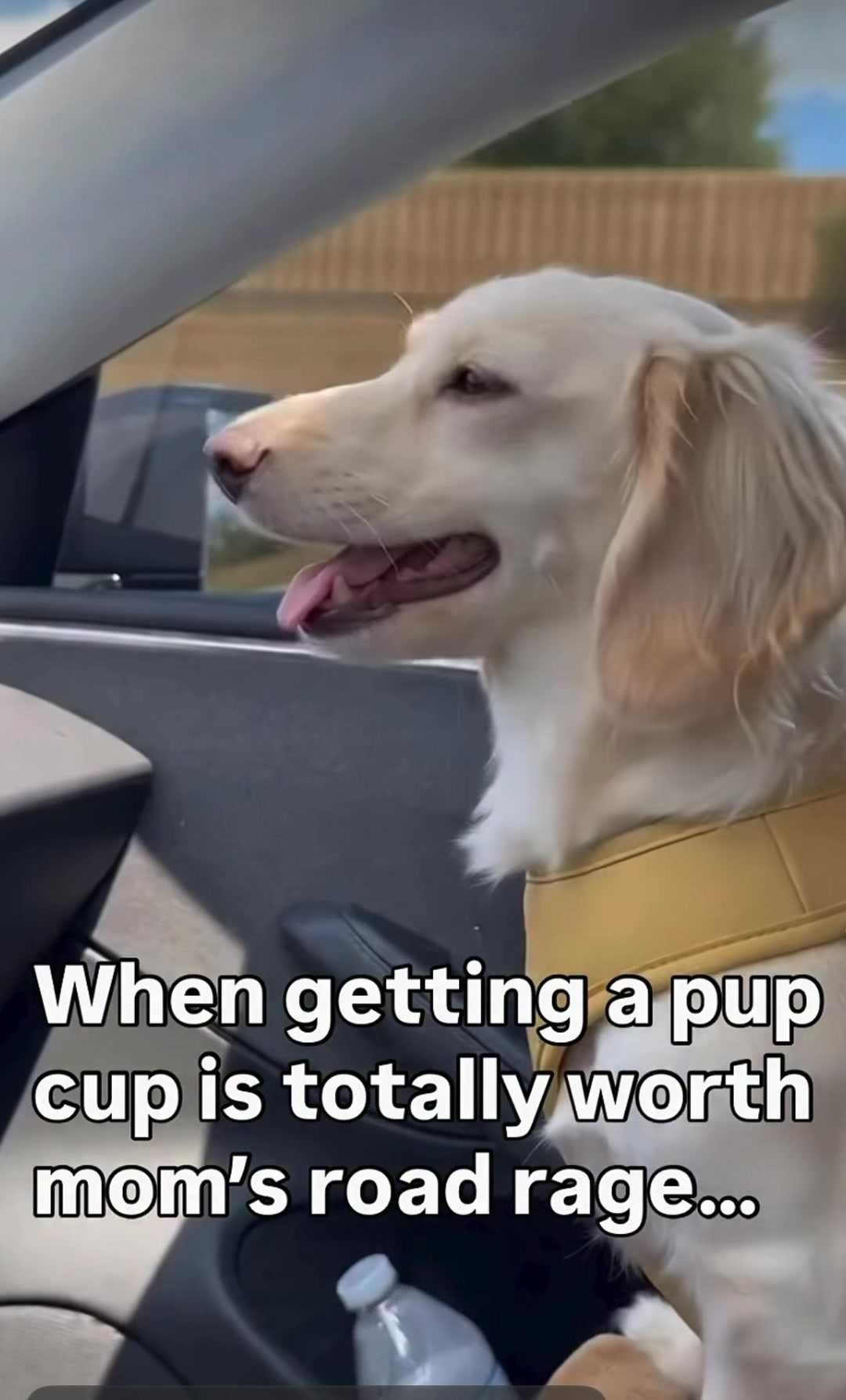 @@Treasureforme (DogMom)