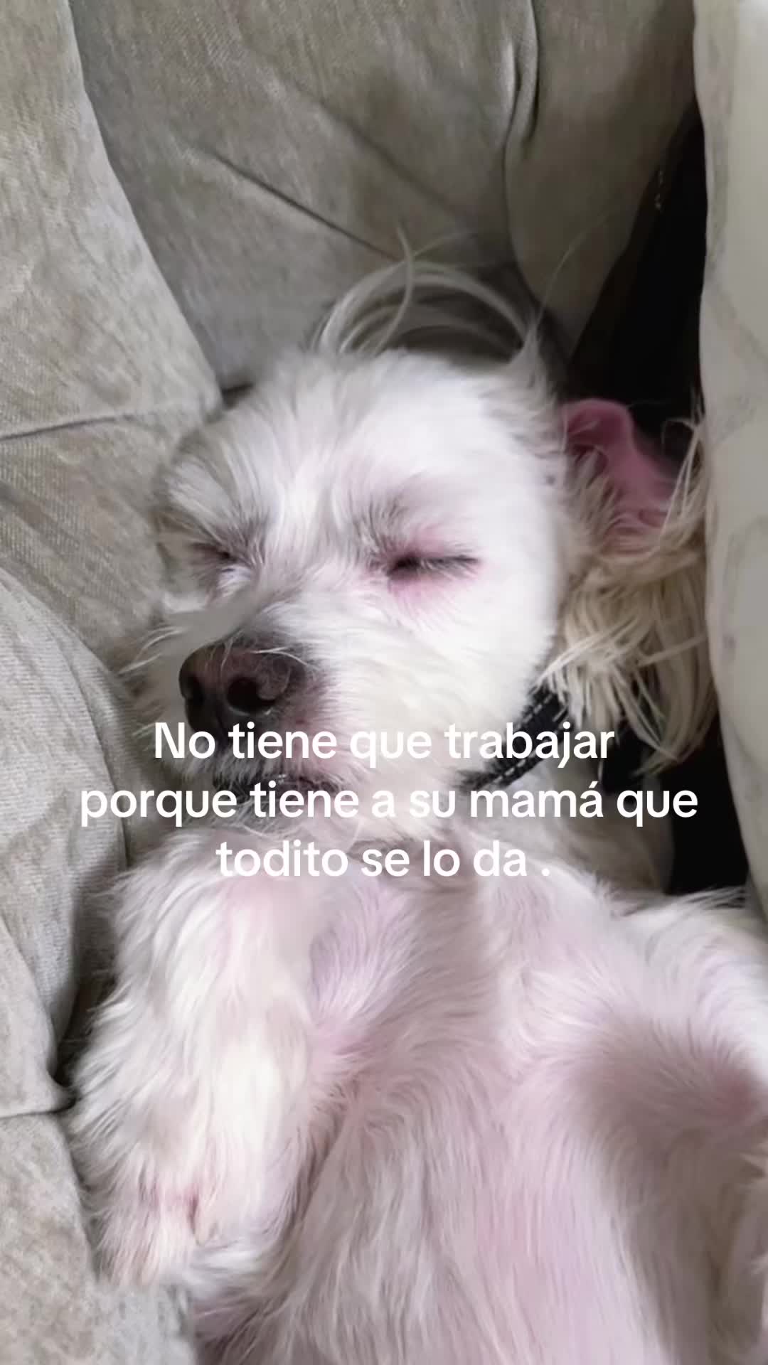 @💜Leo mi hijo de 4🐾🥰💜