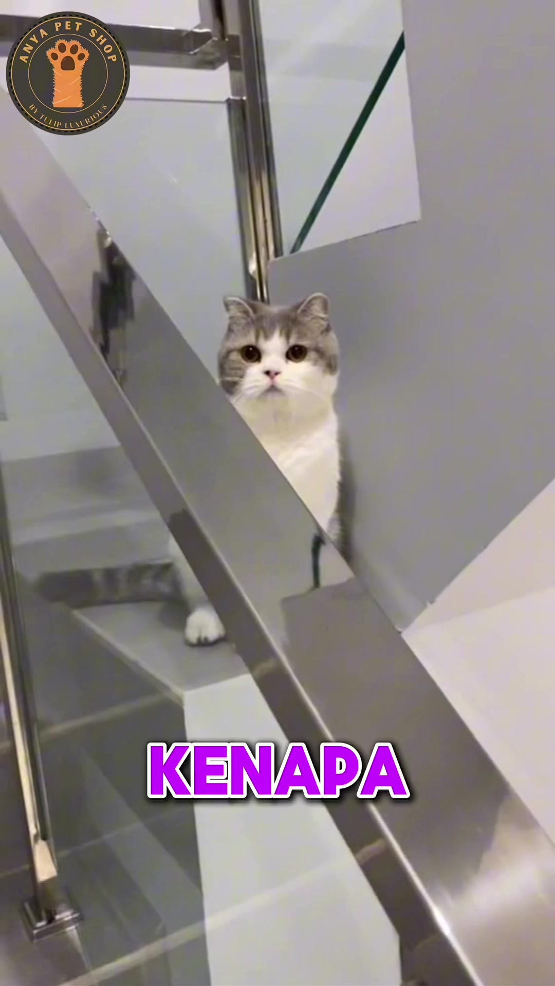 @Anya Pet Shop