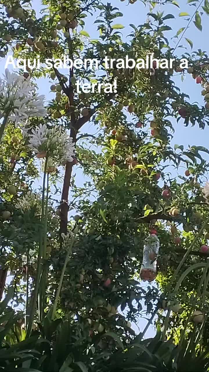 @Osmar Pereira