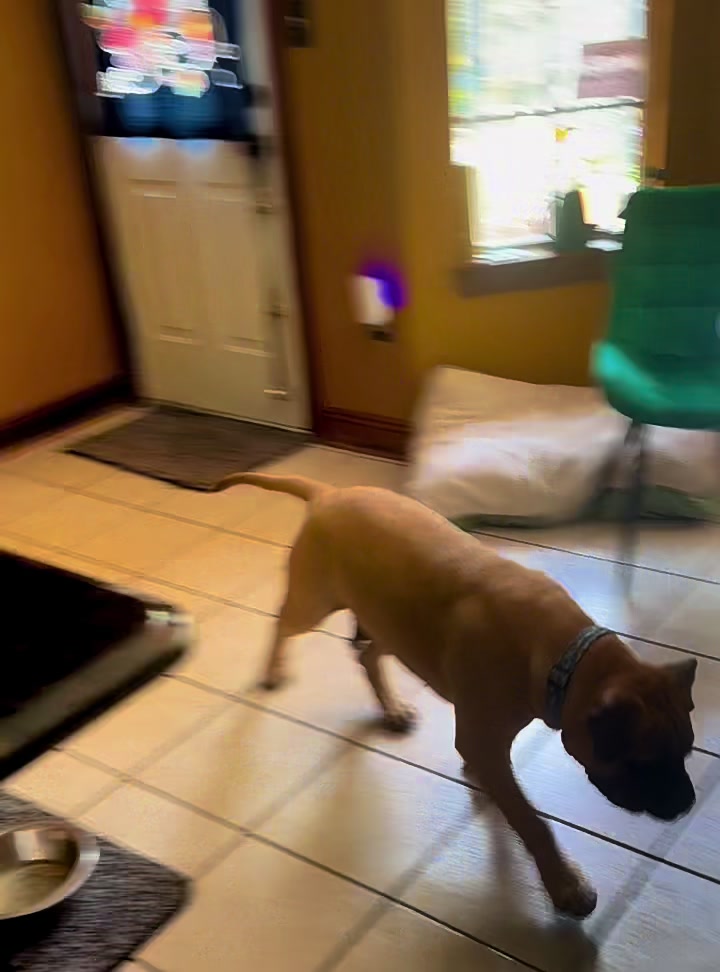 @Xander the Bullmastiff