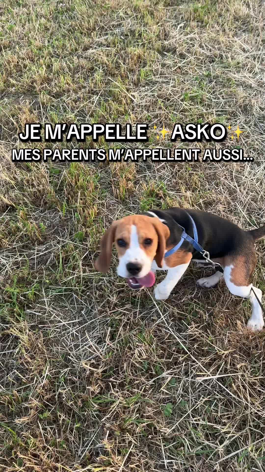 @Asko le Beagle💙
