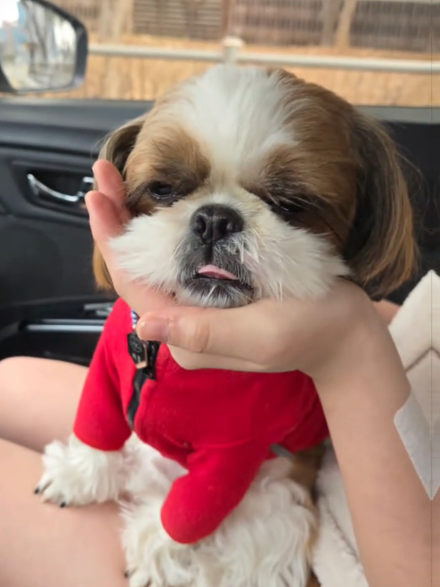 @머루는 시츄