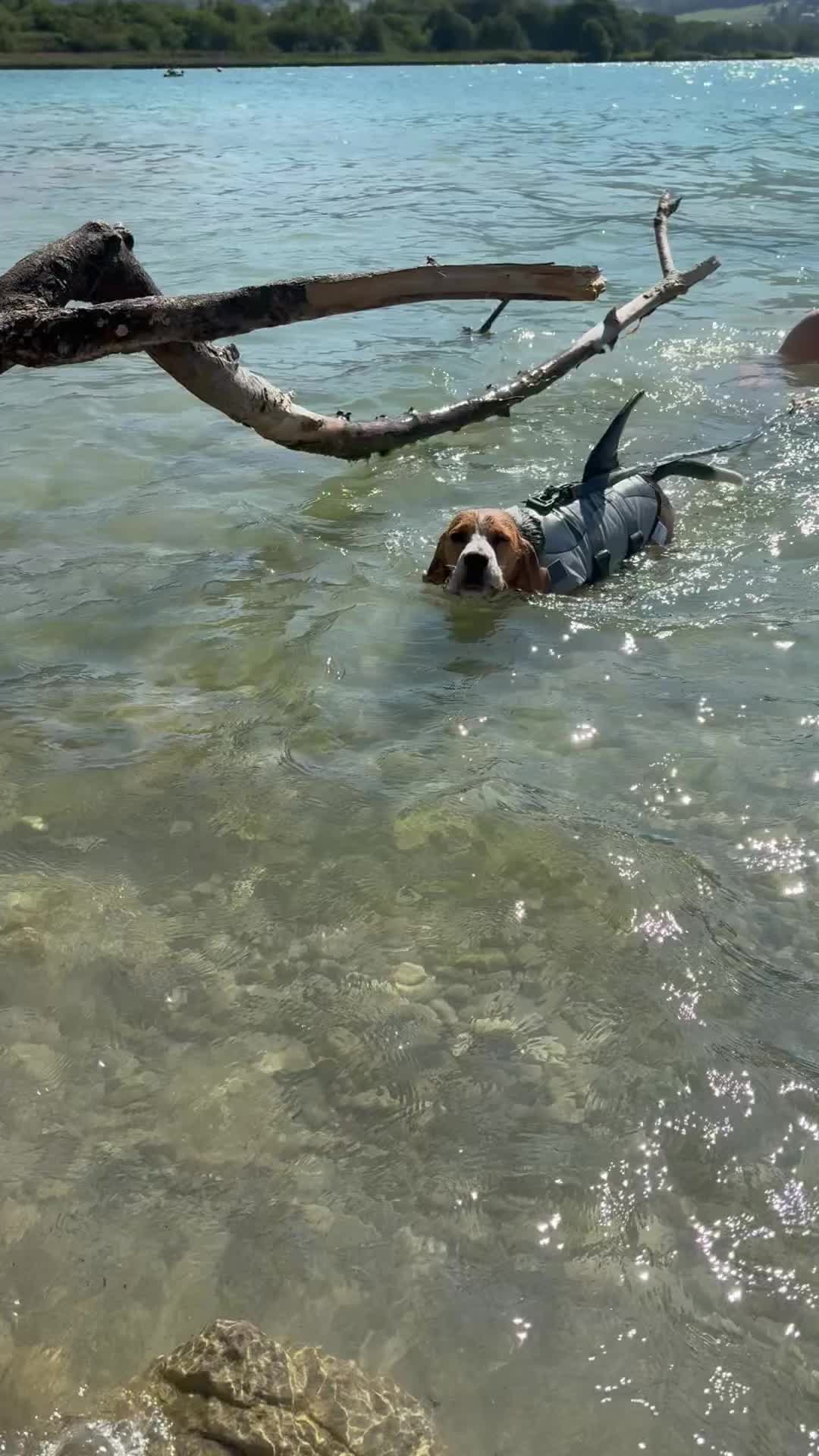 @Asko le Beagle💙