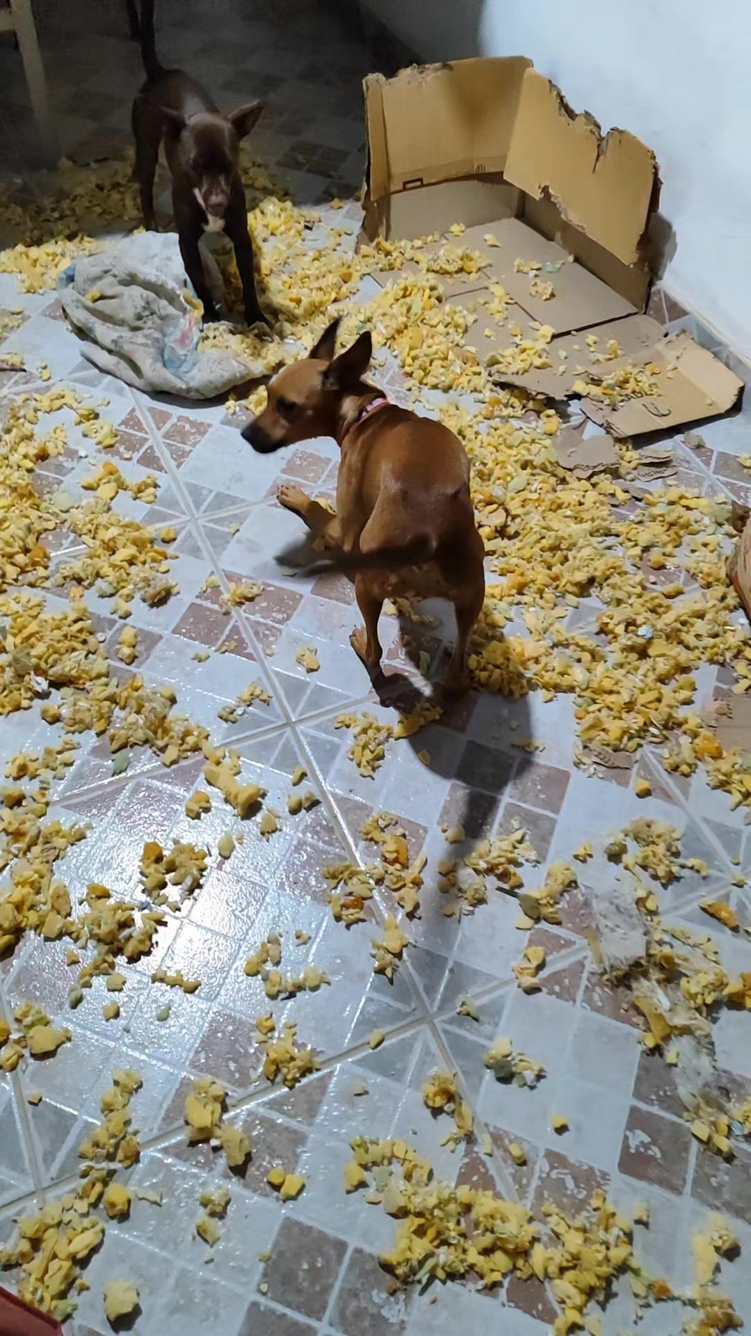 @Belinha e tiamara