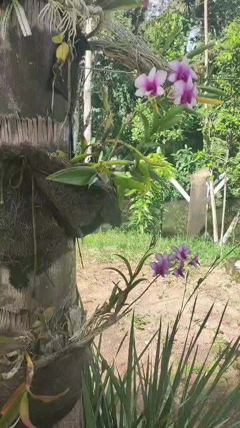 @Sítio Encanto das Orquídeas