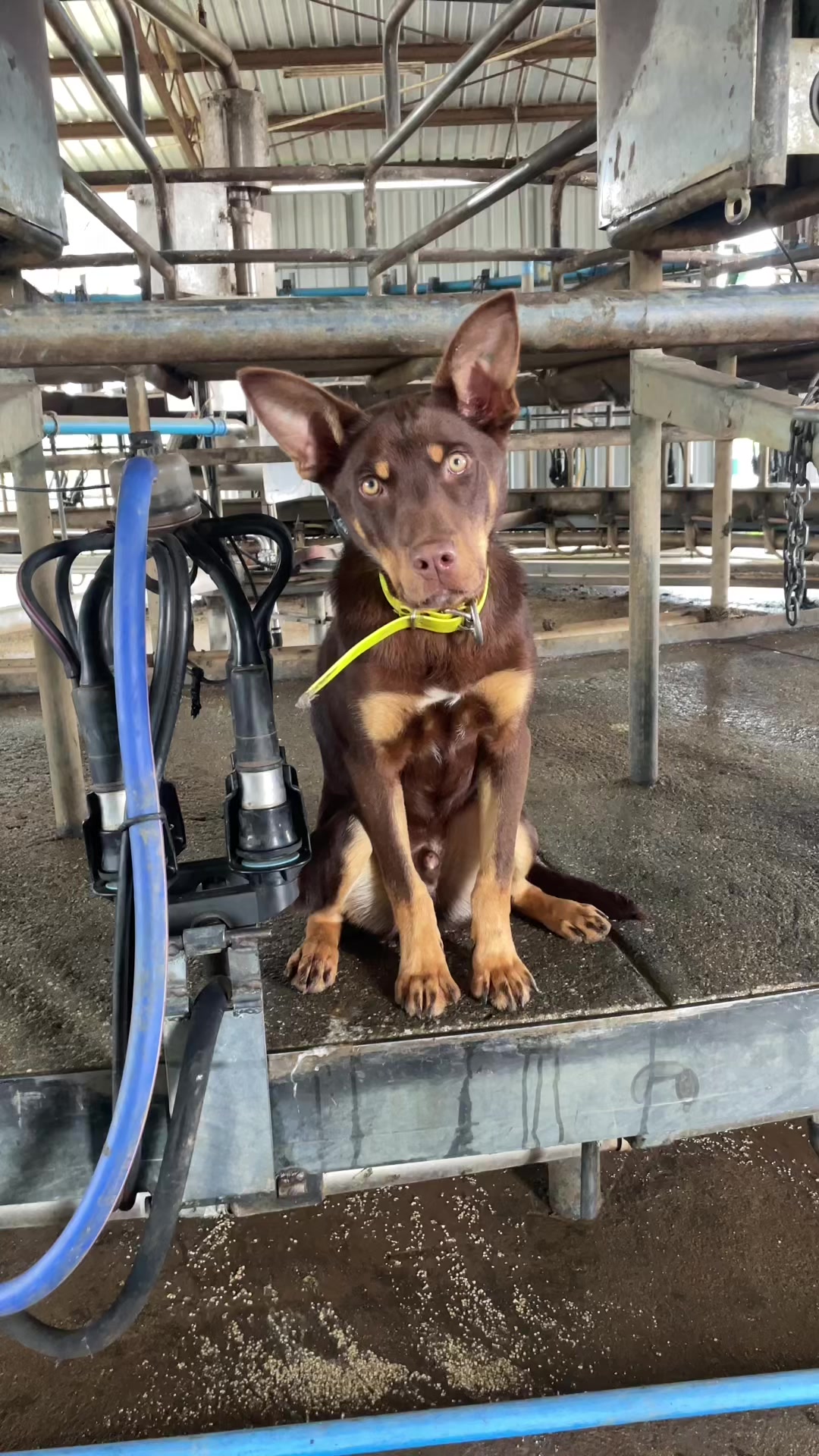 @SouthernDreamin Kelpie stud