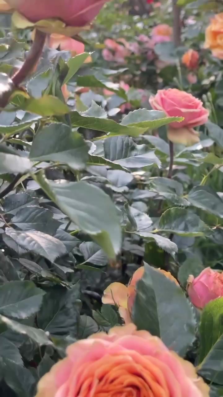 @wiya. ๐บ