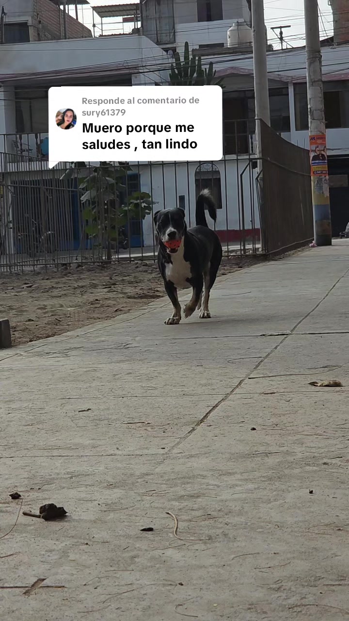 @Thor y Linda 🐾🐕❤️