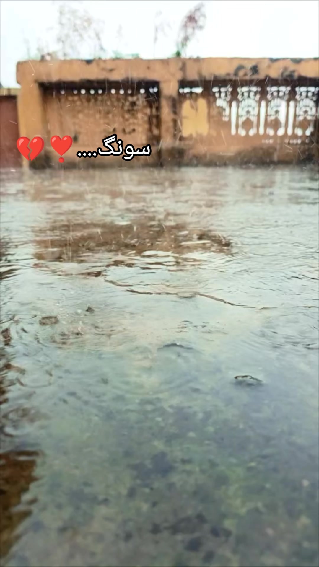 @M. Sajjad tanoli🥀