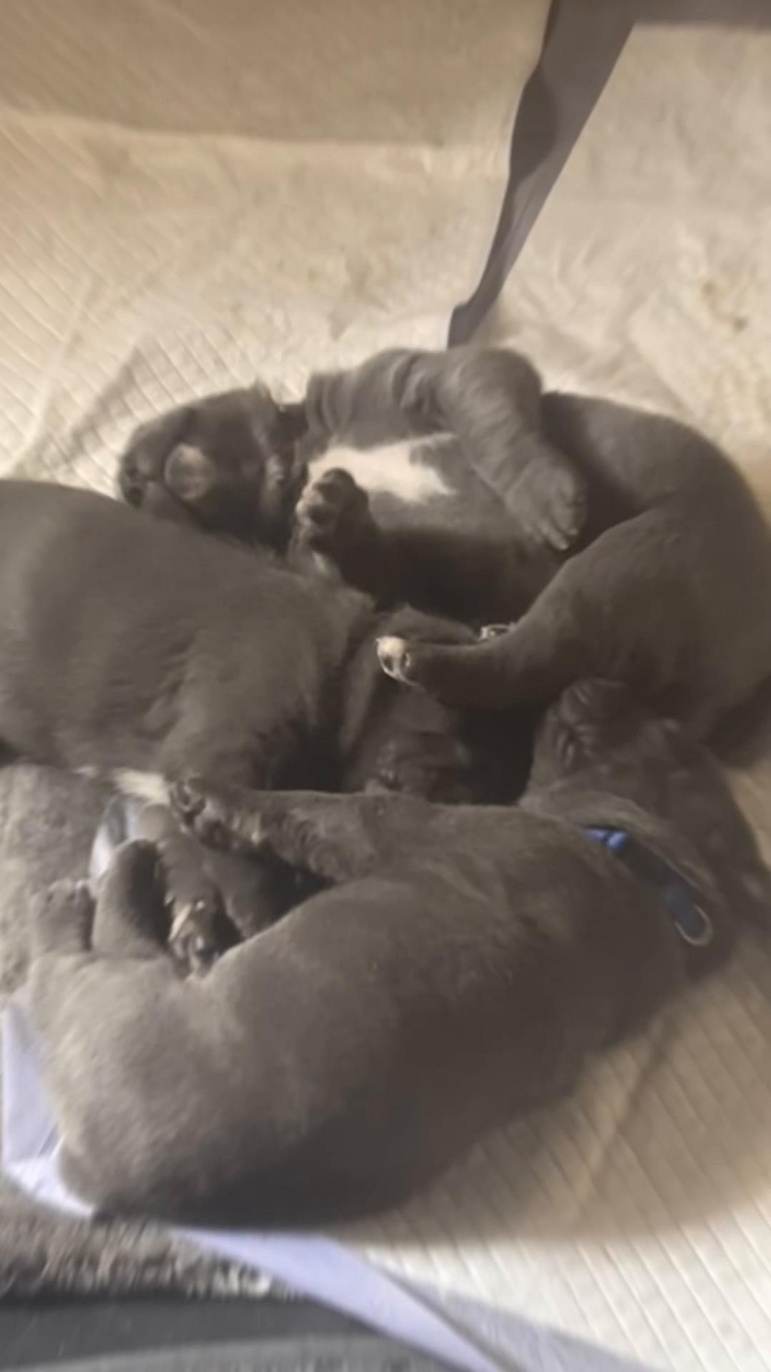 @AandMCaneCorsos