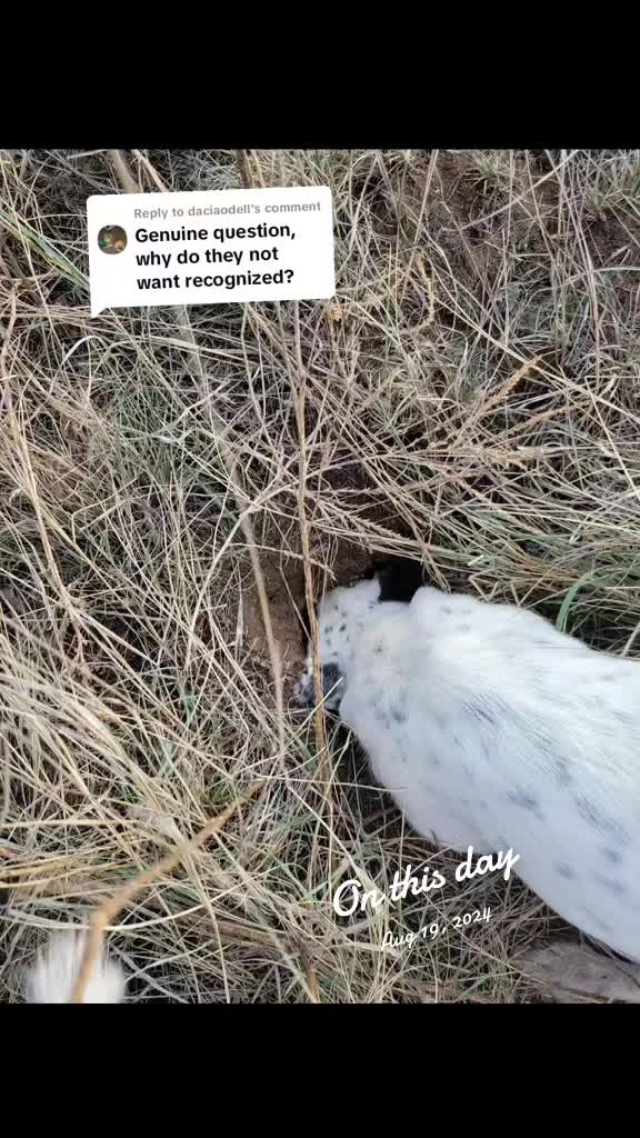 @Avalanche Acres JRTs