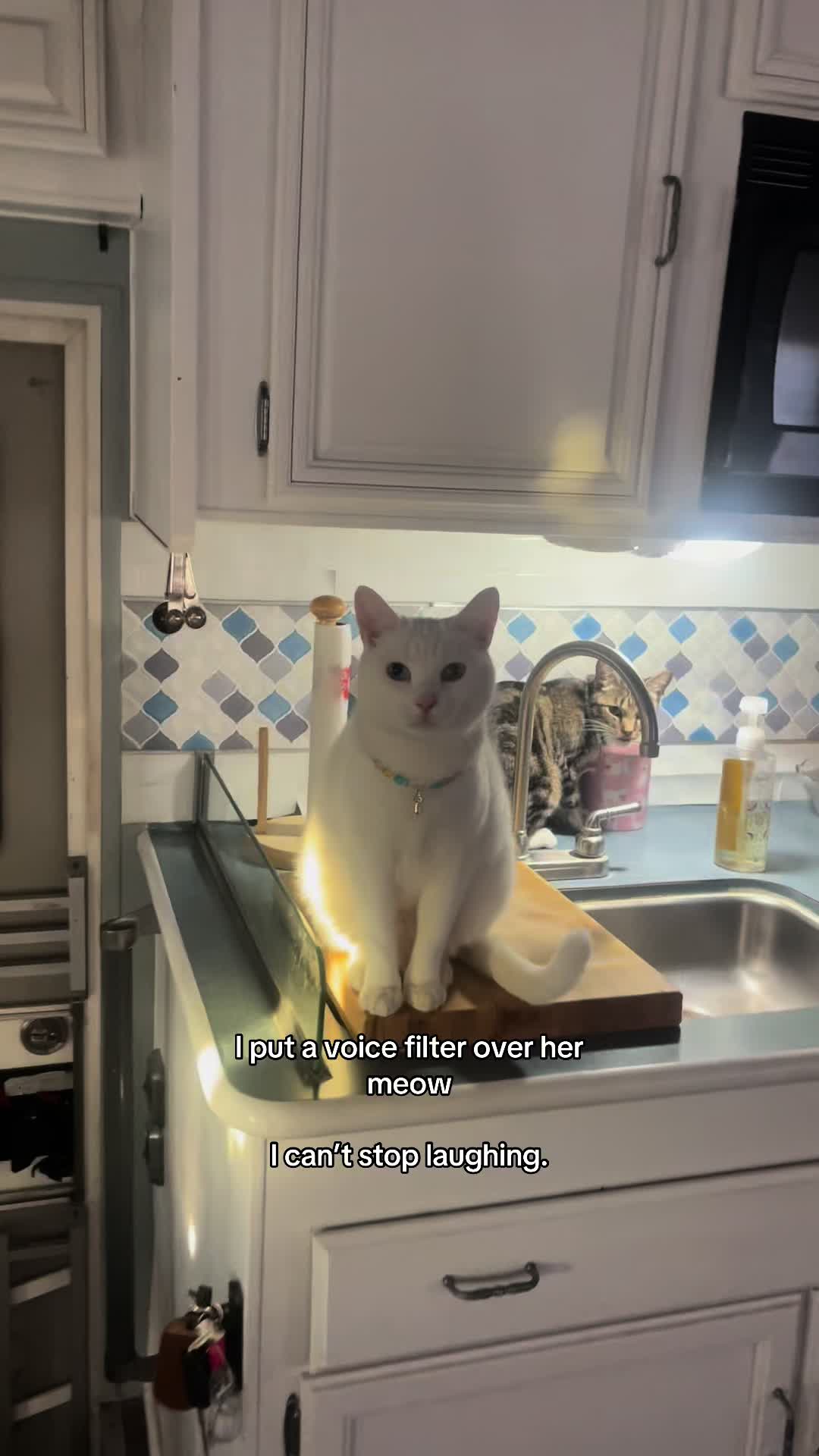 @chicken the white cat