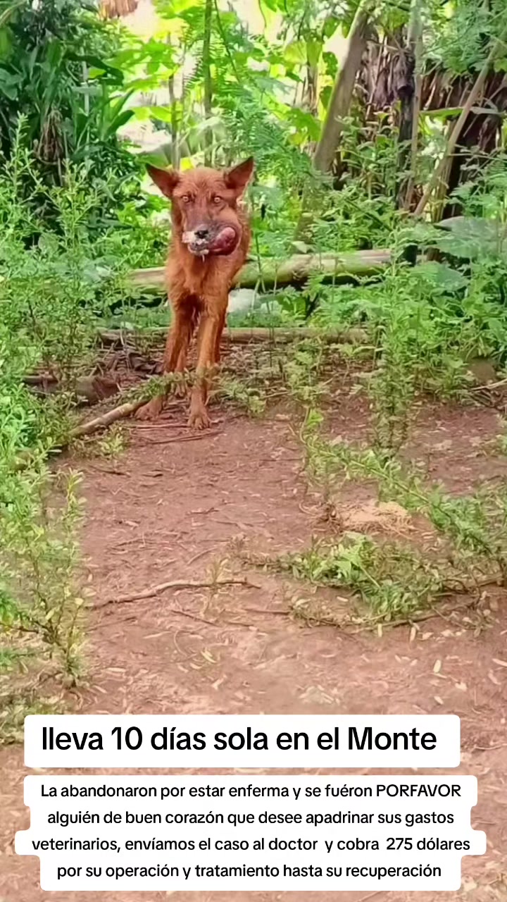@Asoc. Peluditos