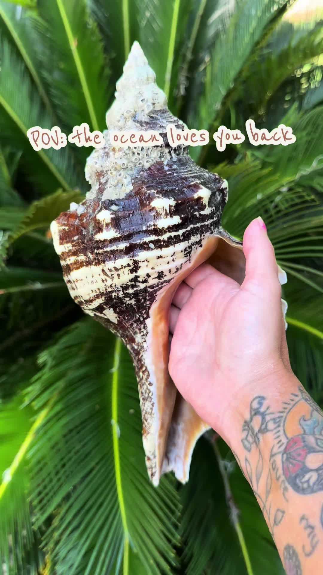 @Ashley Shields🌺🐚