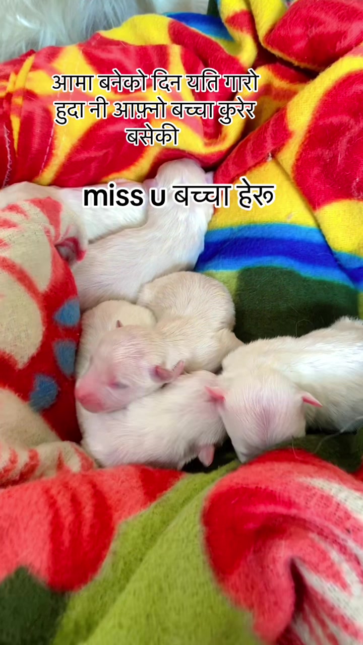 @SEET SAI🌹🌹