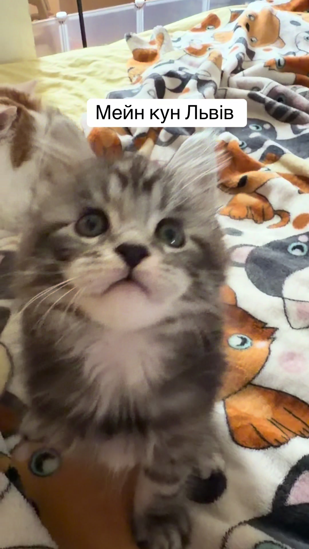 @PARAKENTOS*UA Maine coon