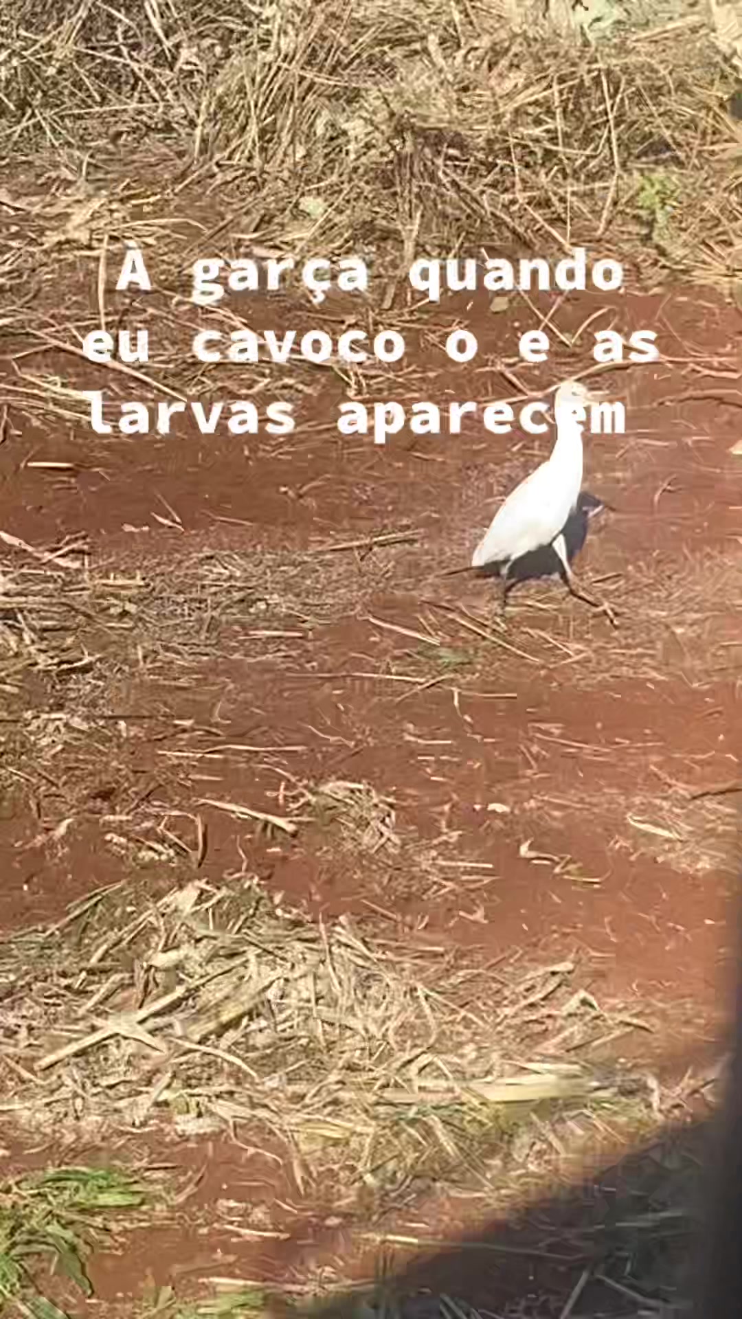 @Luan Matheus