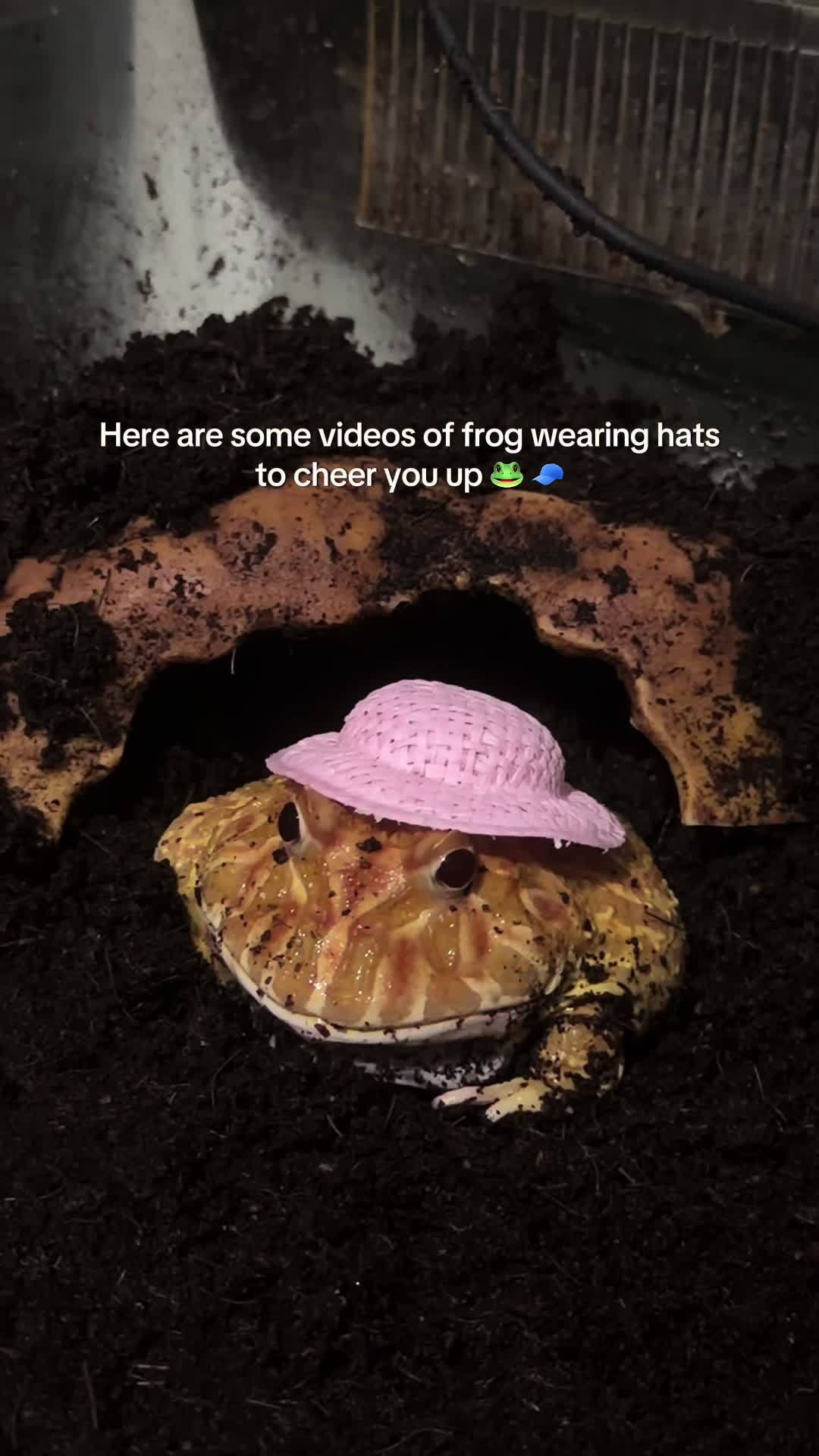 @frogsandoddities
