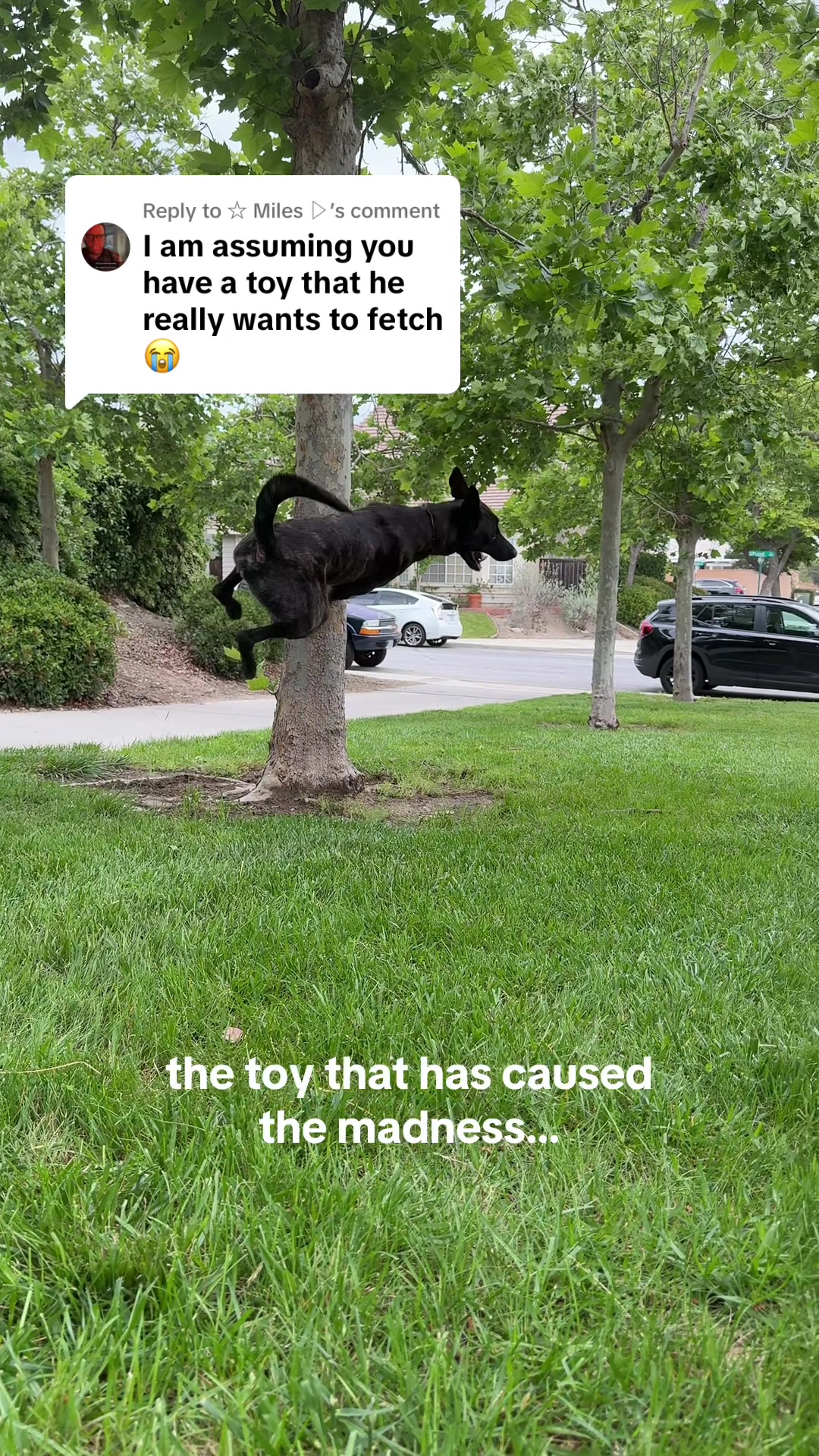 @🦭
